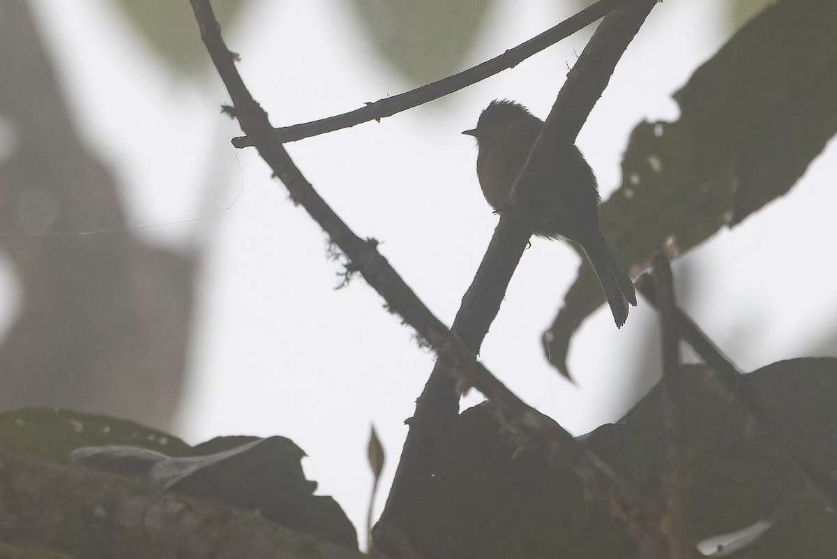 オリーブフサボウシハエトリ - ML650800673