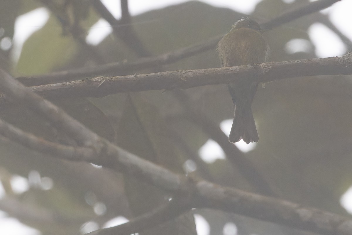 オリーブフサボウシハエトリ - ML650800675