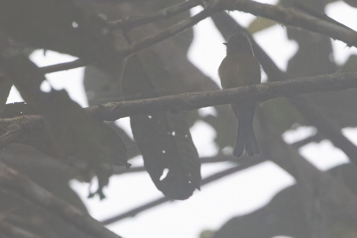 オリーブフサボウシハエトリ - ML650800676