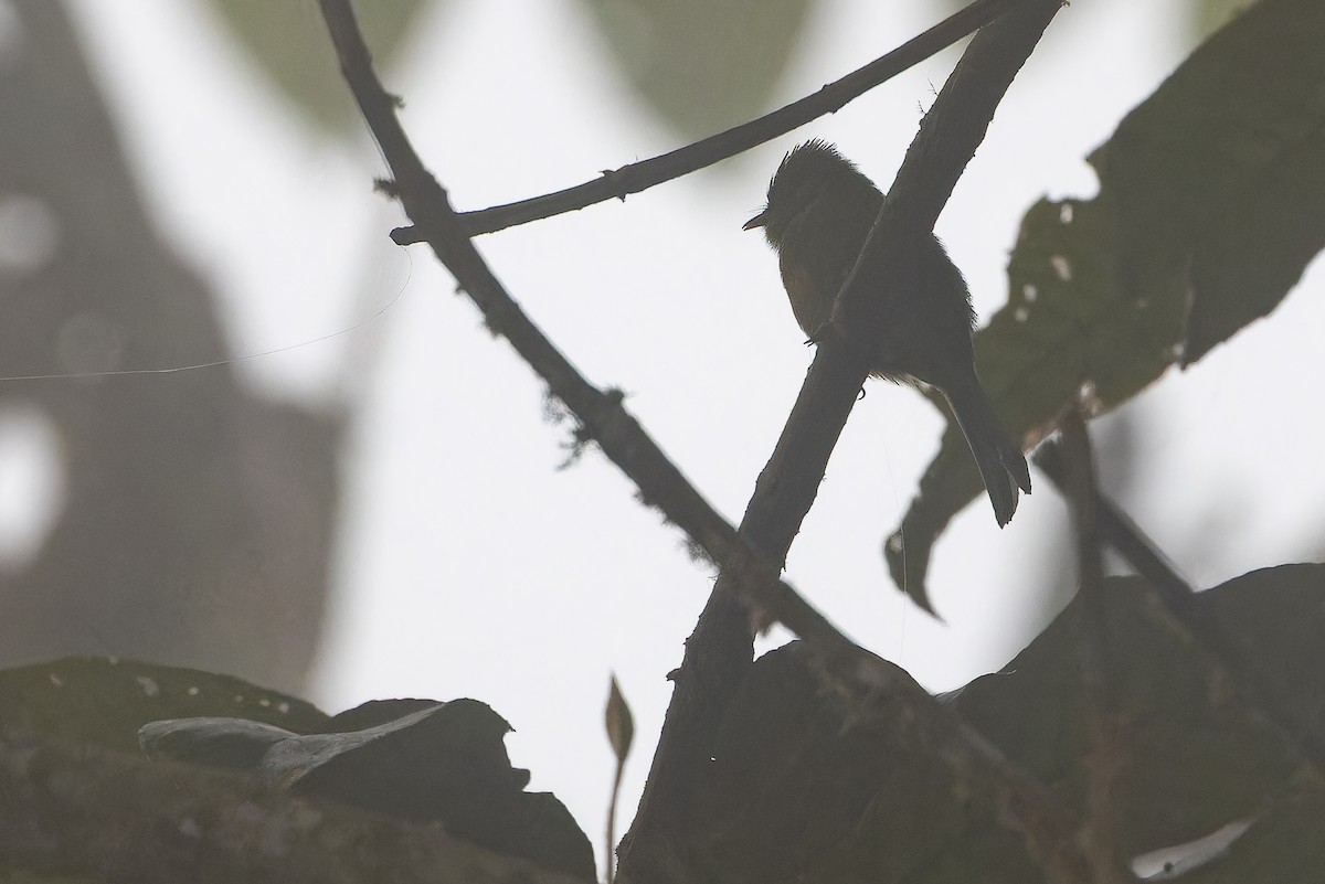 オリーブフサボウシハエトリ - ML650800677