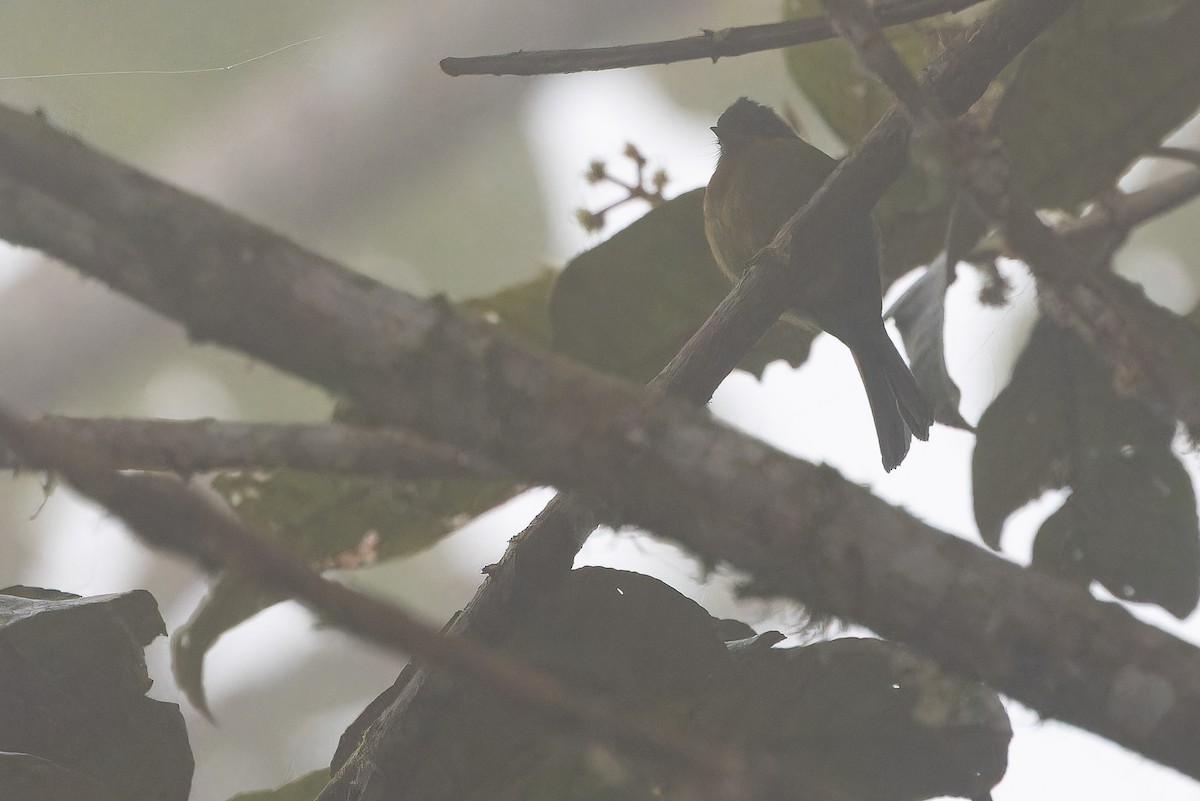 オリーブフサボウシハエトリ - ML650800678