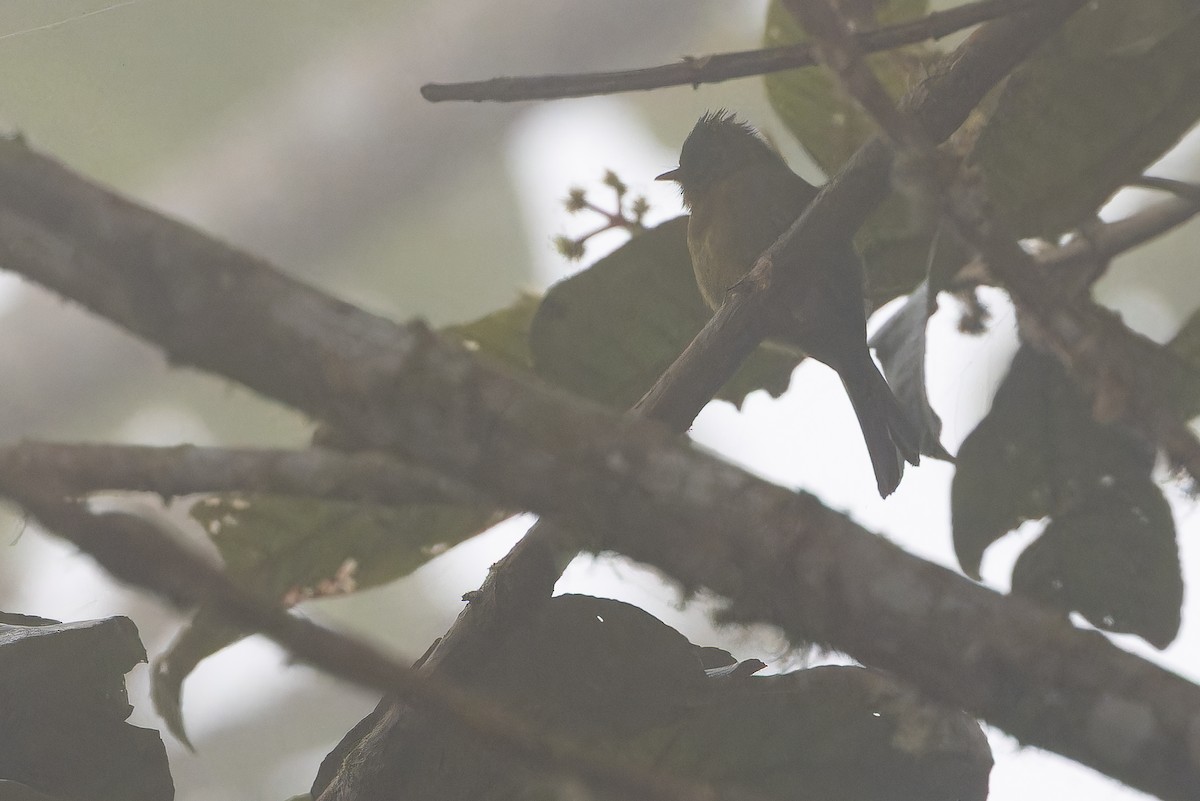 オリーブフサボウシハエトリ - ML650800679