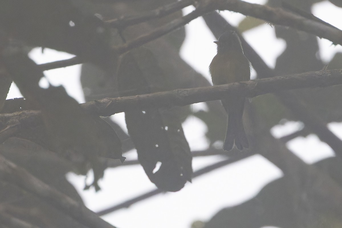 オリーブフサボウシハエトリ - ML650800680