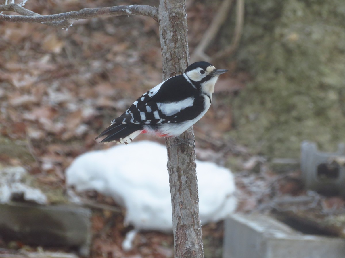 Great Spotted Woodpecker - ML650800684