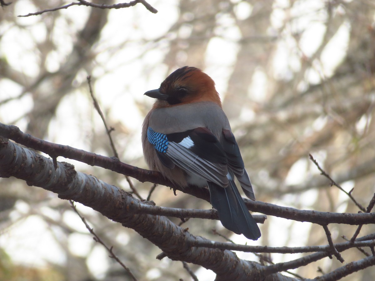 Eurasian Jay - ML650800693