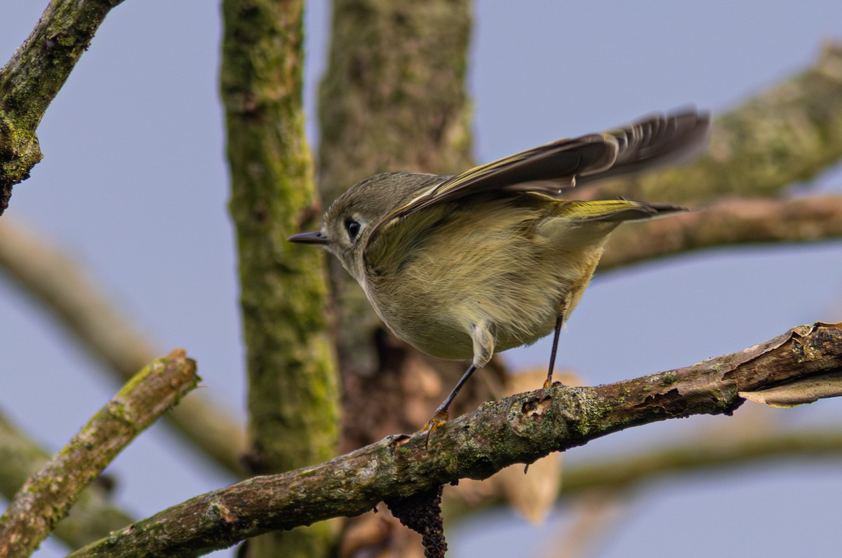 Ruby-crowned Kinglet - ML650800722