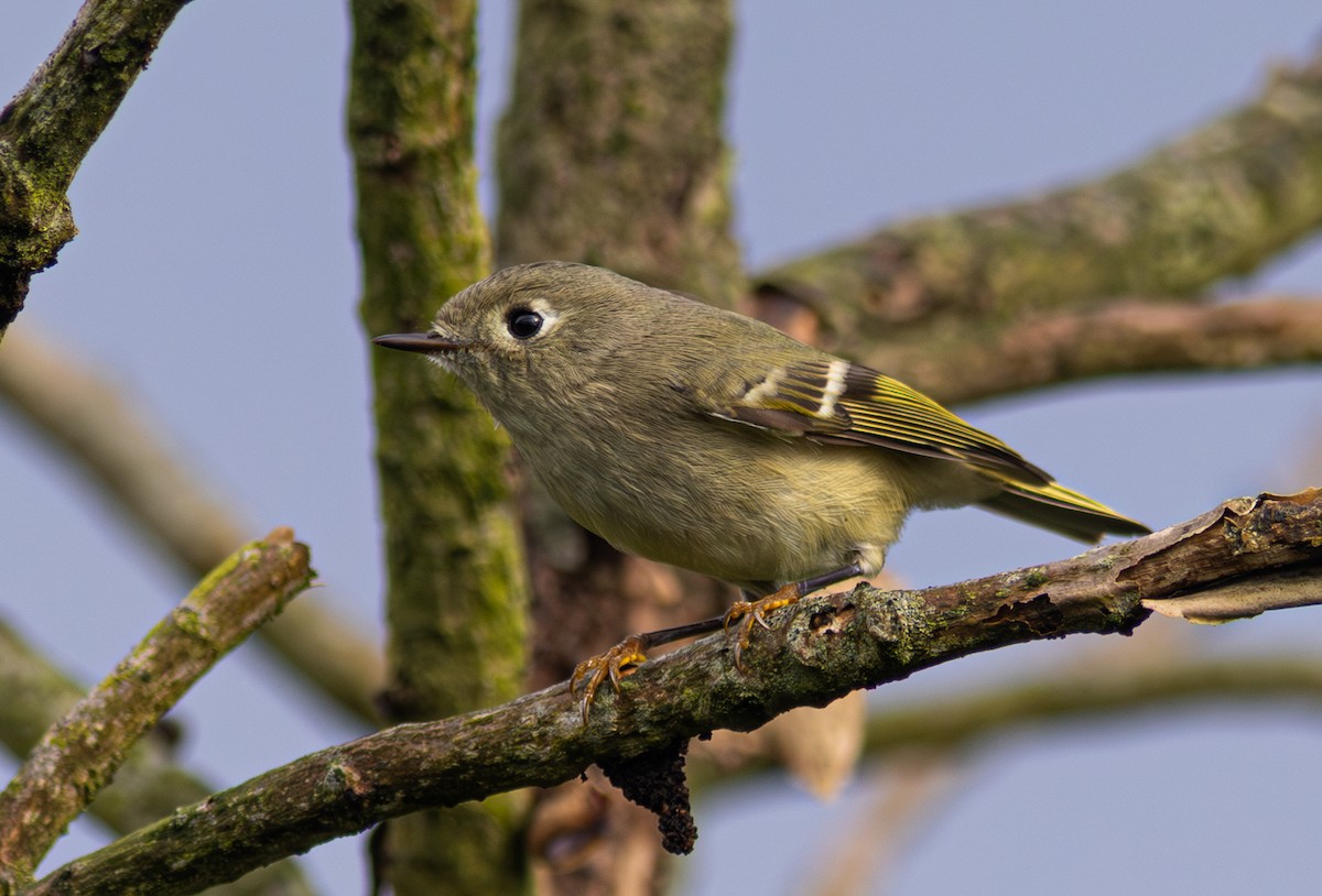 Ruby-crowned Kinglet - ML650800723
