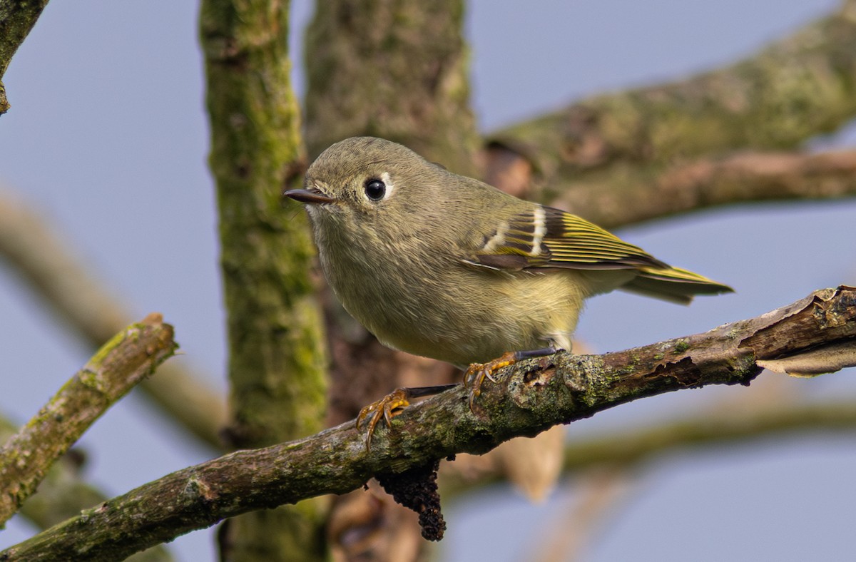 Ruby-crowned Kinglet - ML650800724