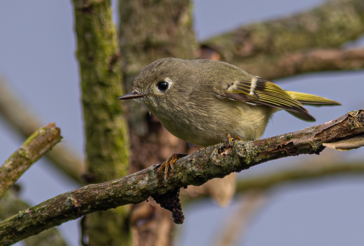 Ruby-crowned Kinglet - ML650800725