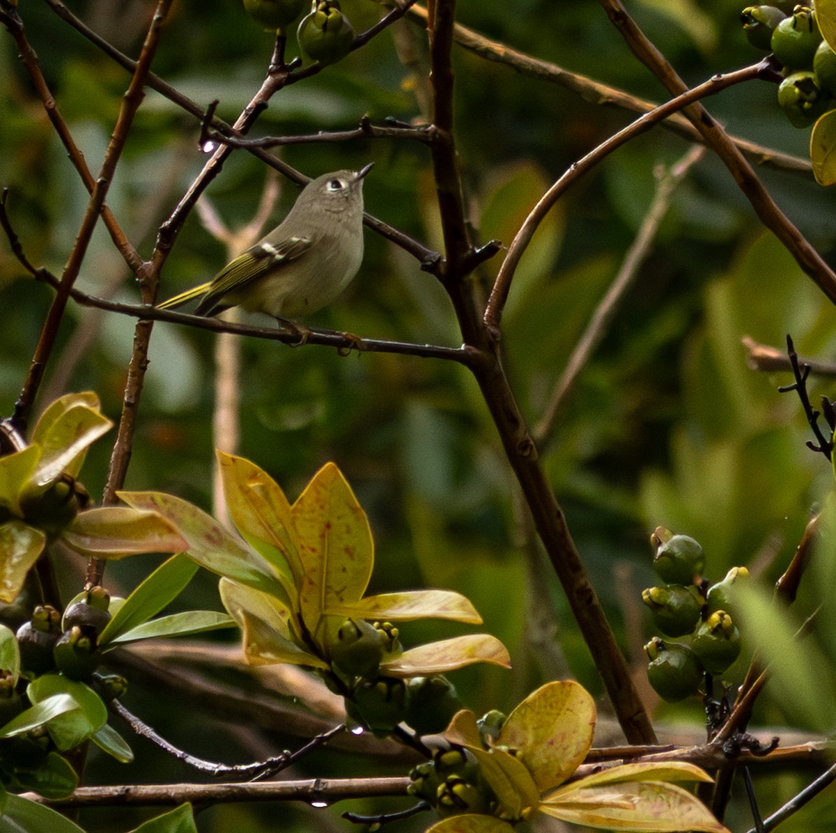 Ruby-crowned Kinglet - ML650800726