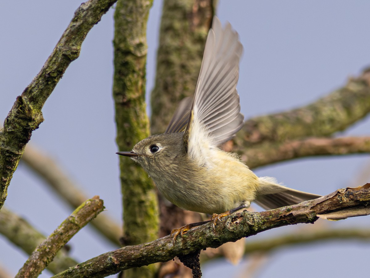 Ruby-crowned Kinglet - ML650800727