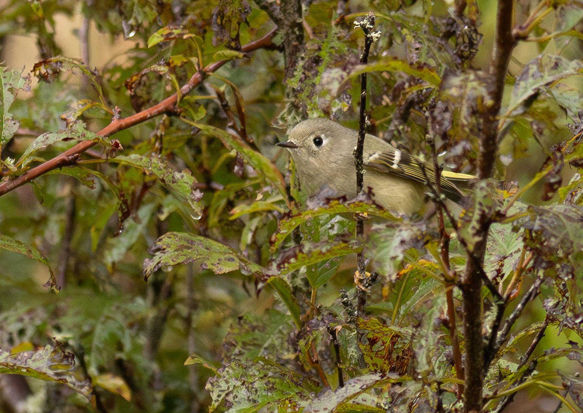 Ruby-crowned Kinglet - ML650800728