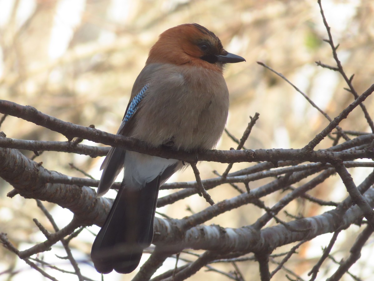 Eurasian Jay - ML650800730