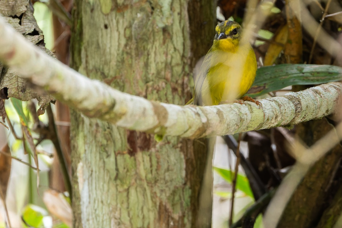 Cuzco Warbler - ML650800740