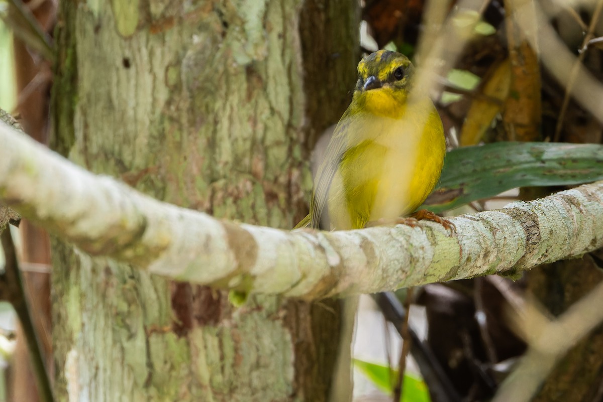 Cuzco Warbler - ML650800741