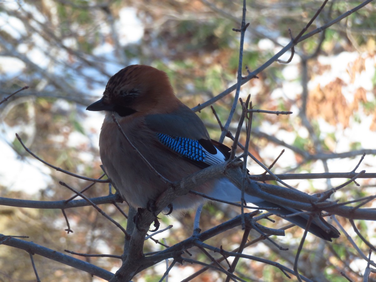 Eurasian Jay - ML650800752