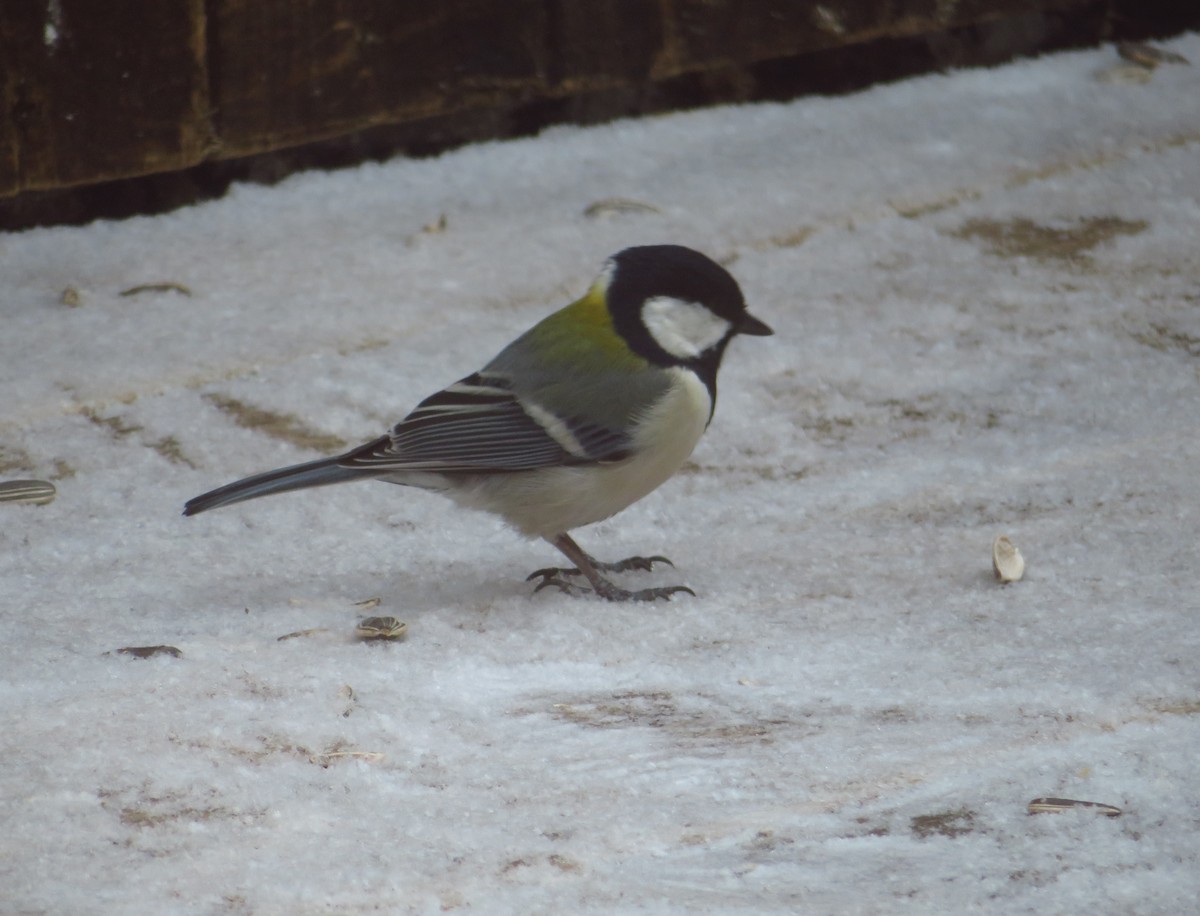 Asian Tit - ML650800760