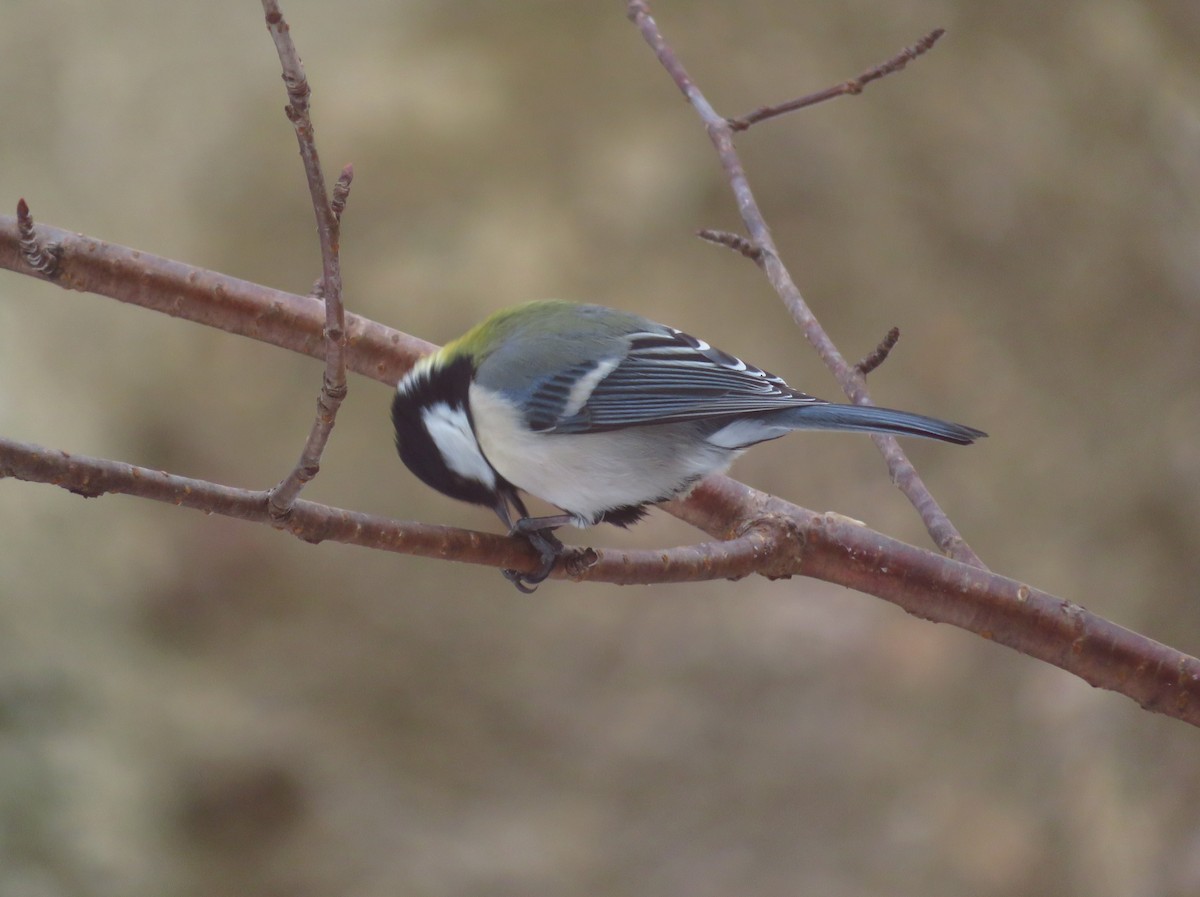 Asian Tit - ML650800769