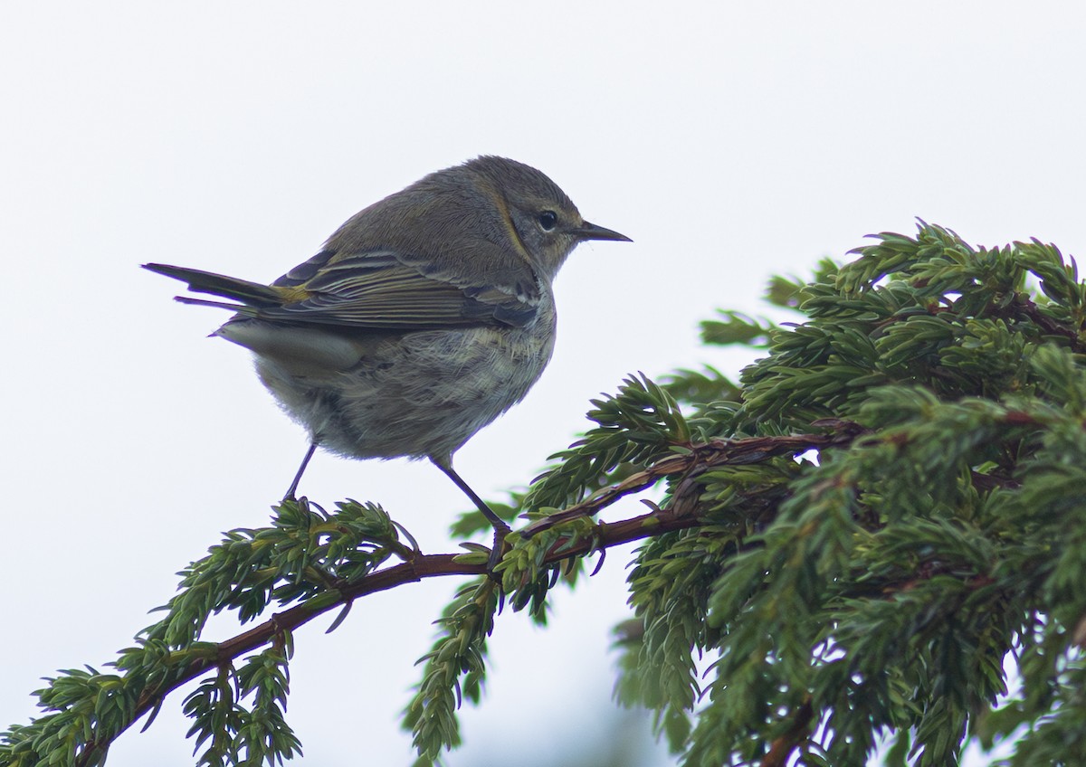 Cape May Warbler - ML650800777