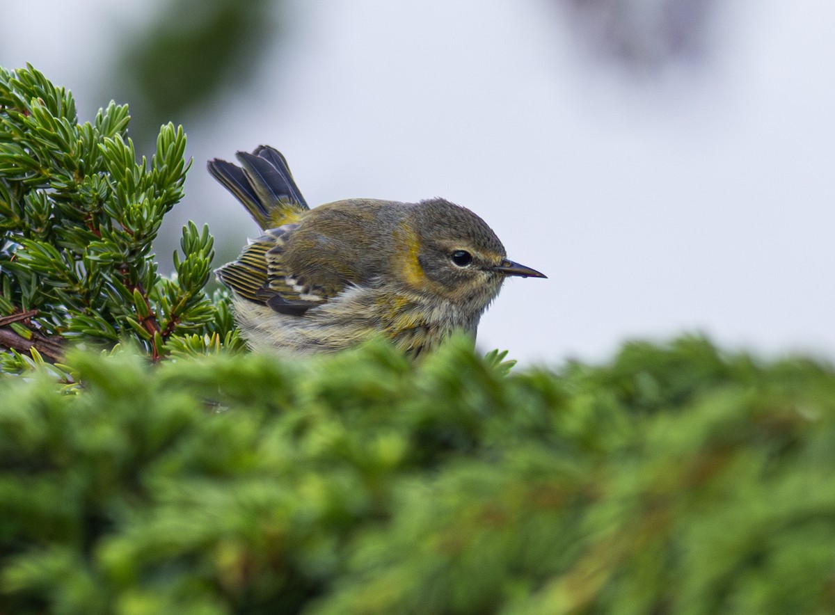 Cape May Warbler - ML650800778