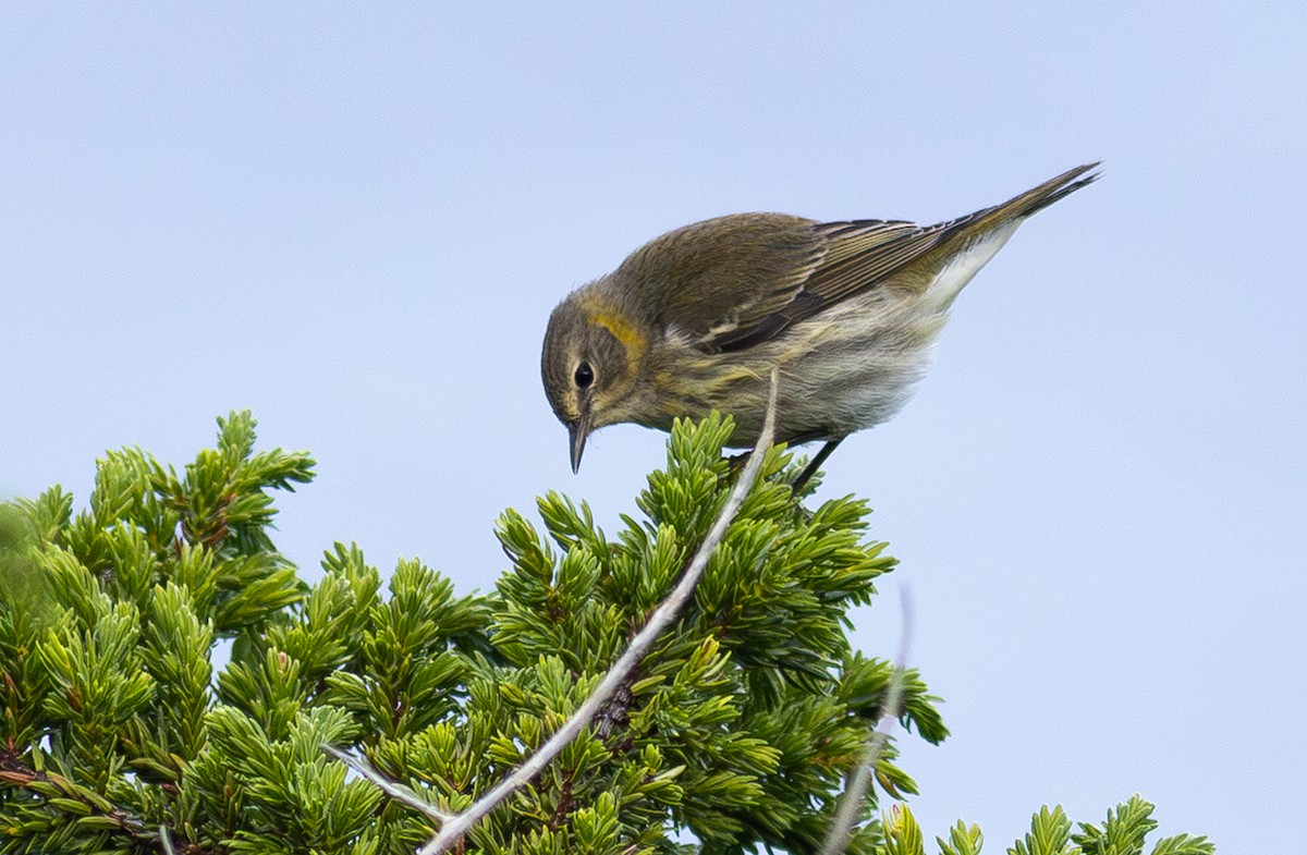 Cape May Warbler - ML650800779