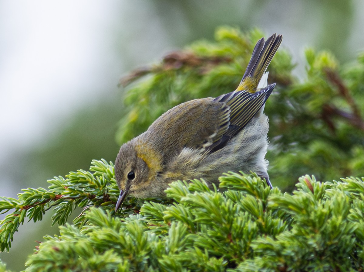 Cape May Warbler - ML650800781