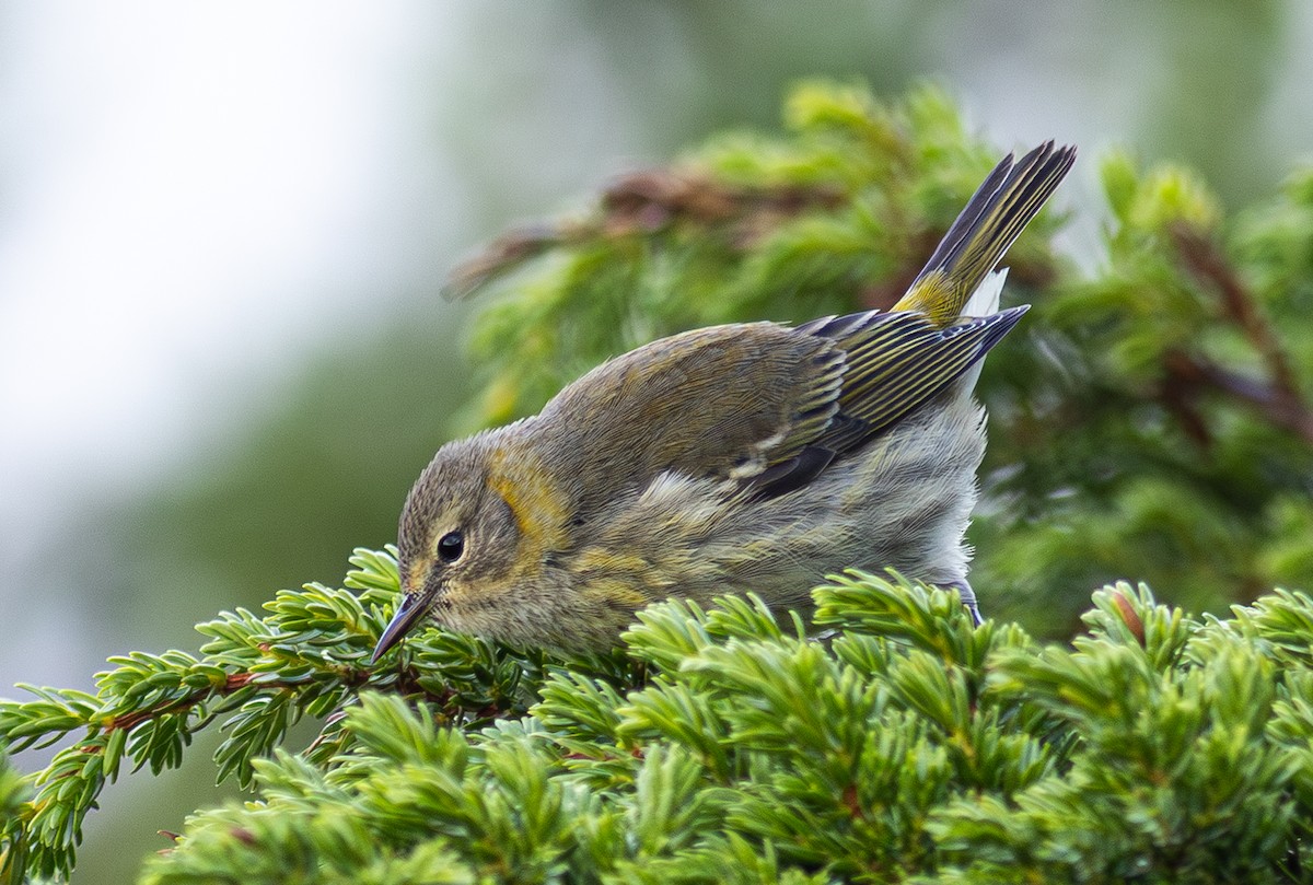 Cape May Warbler - ML650800782