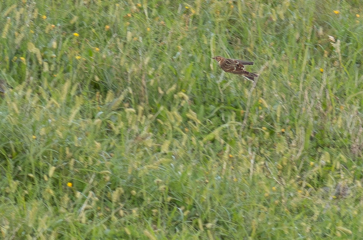 Lapland Longspur - ML650800826