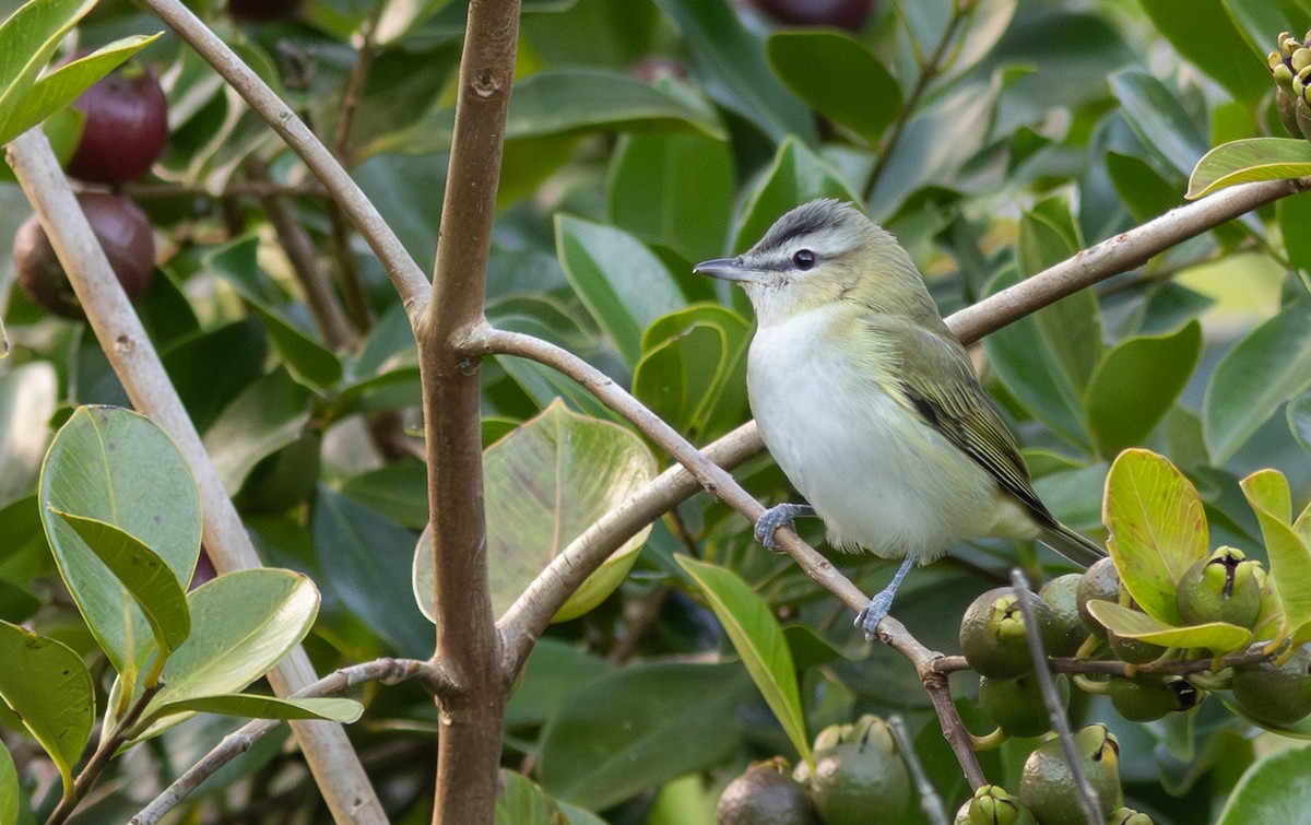Red-eyed Vireo - ML650800879