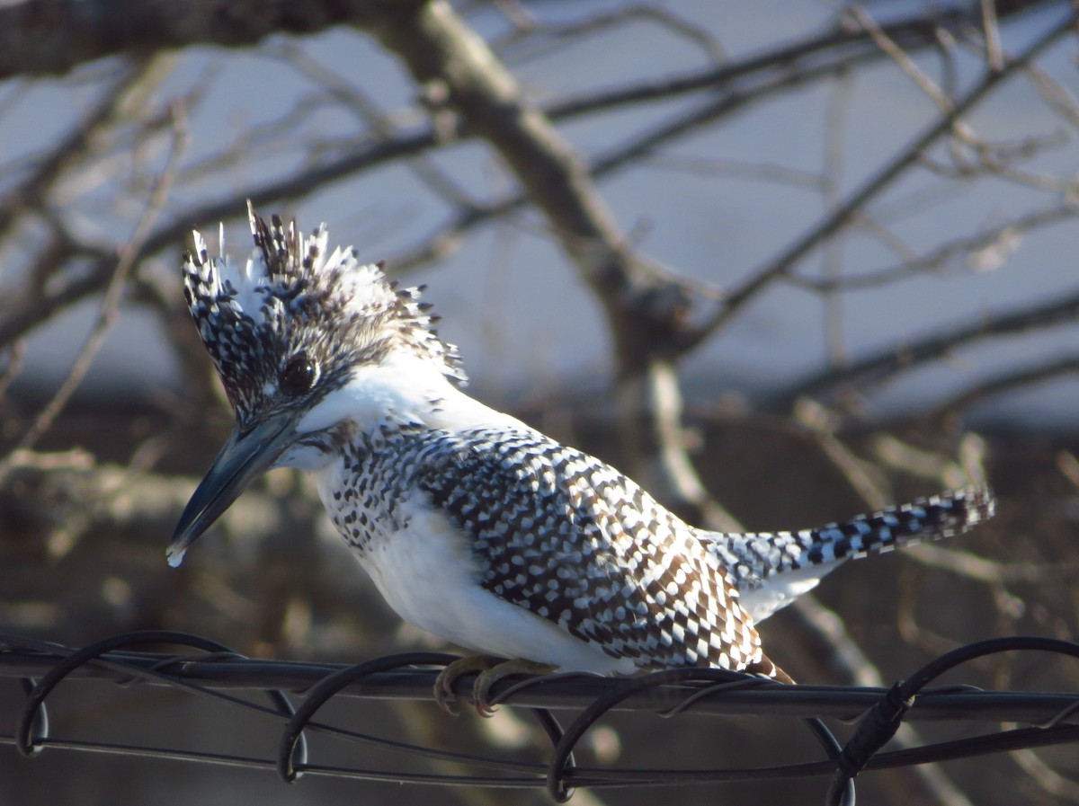 Crested Kingfisher - ML650800880