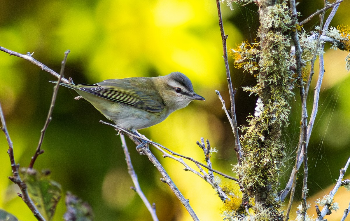 Red-eyed Vireo - ML650800881
