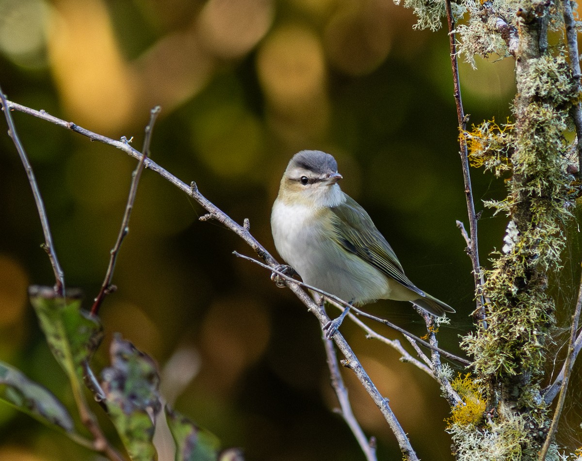 Red-eyed Vireo - ML650800882