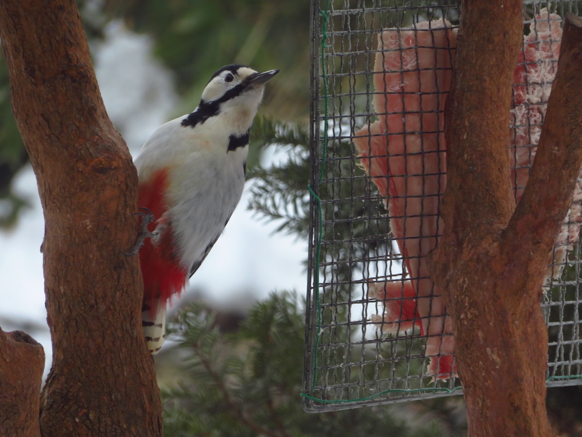 Great Spotted Woodpecker - ML650800889