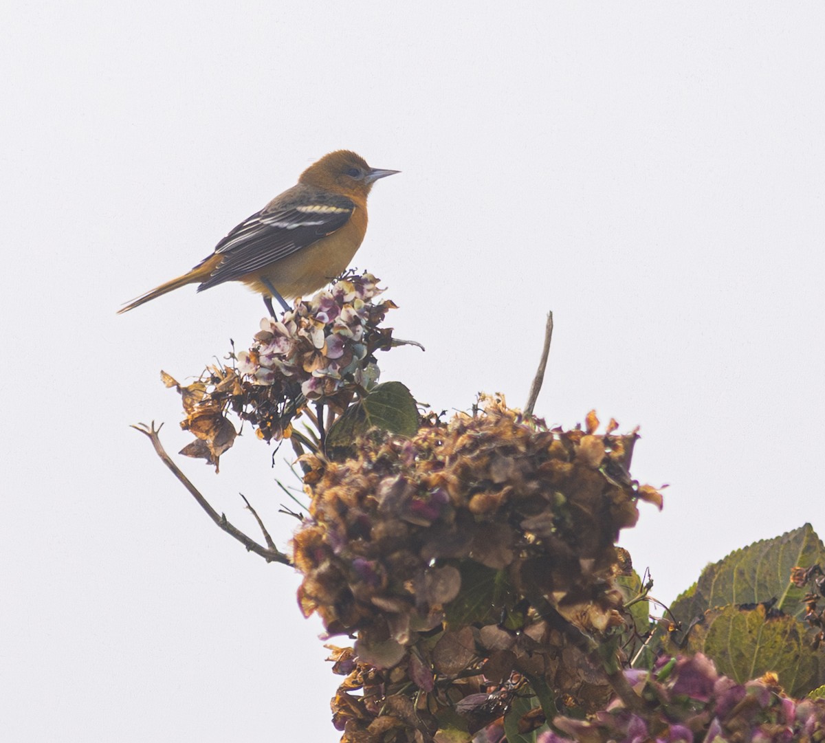 Baltimore Oriole - ML650800896