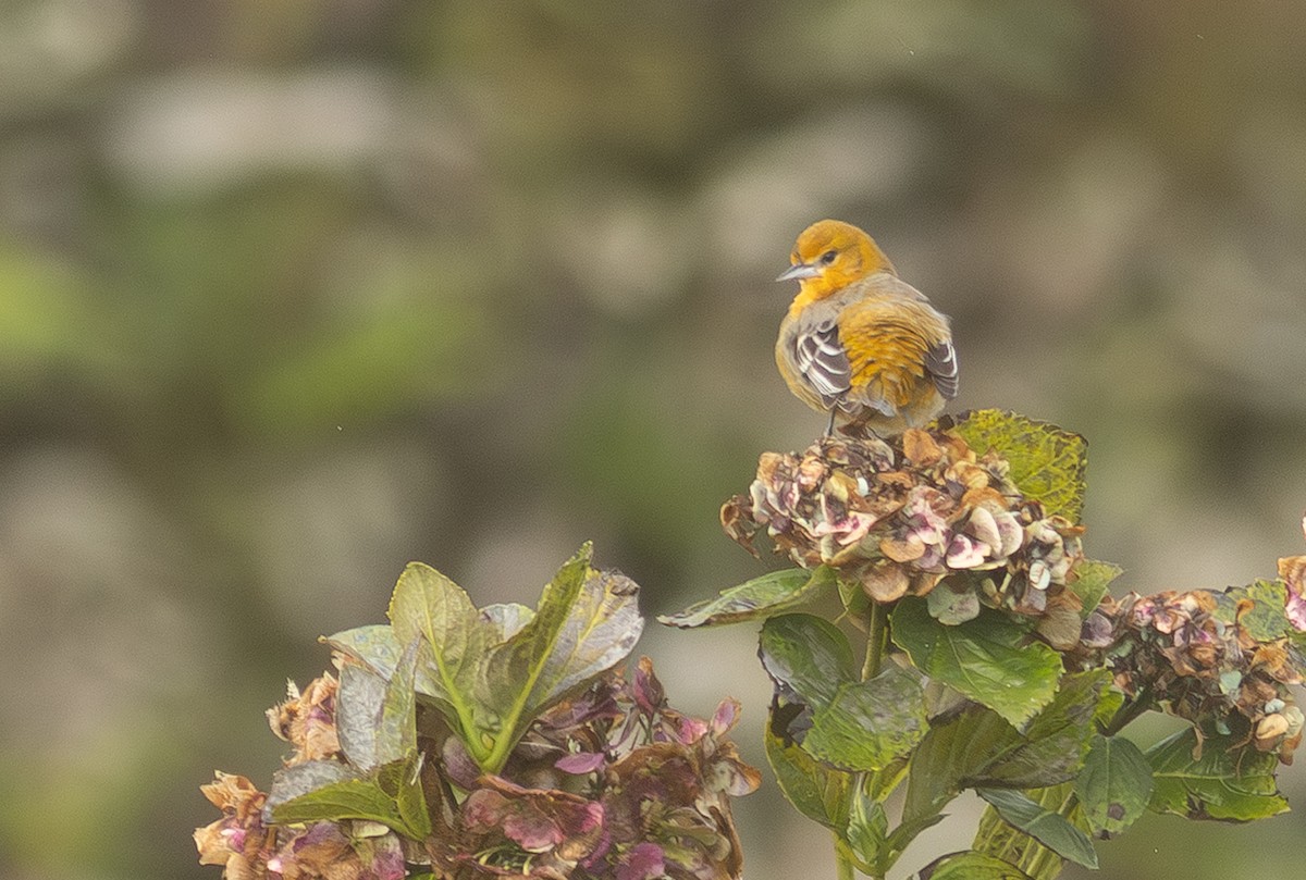 Baltimore Oriole - ML650800897