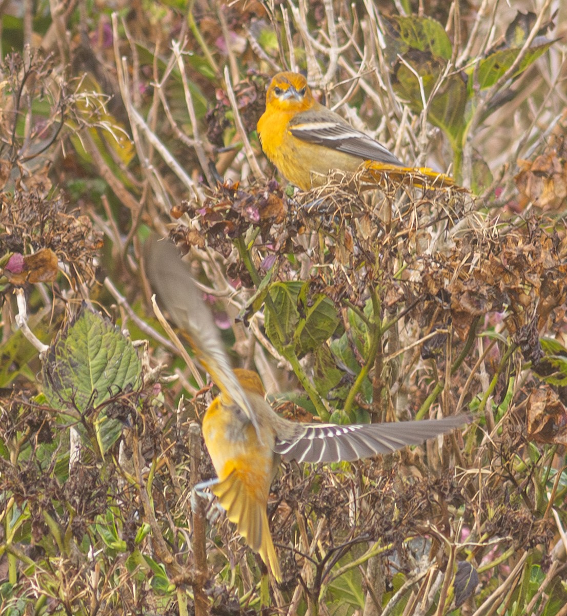 Baltimore Oriole - ML650800898