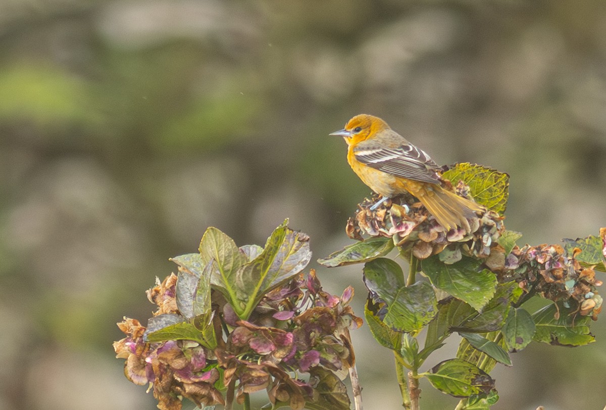 Baltimore Oriole - ML650800899