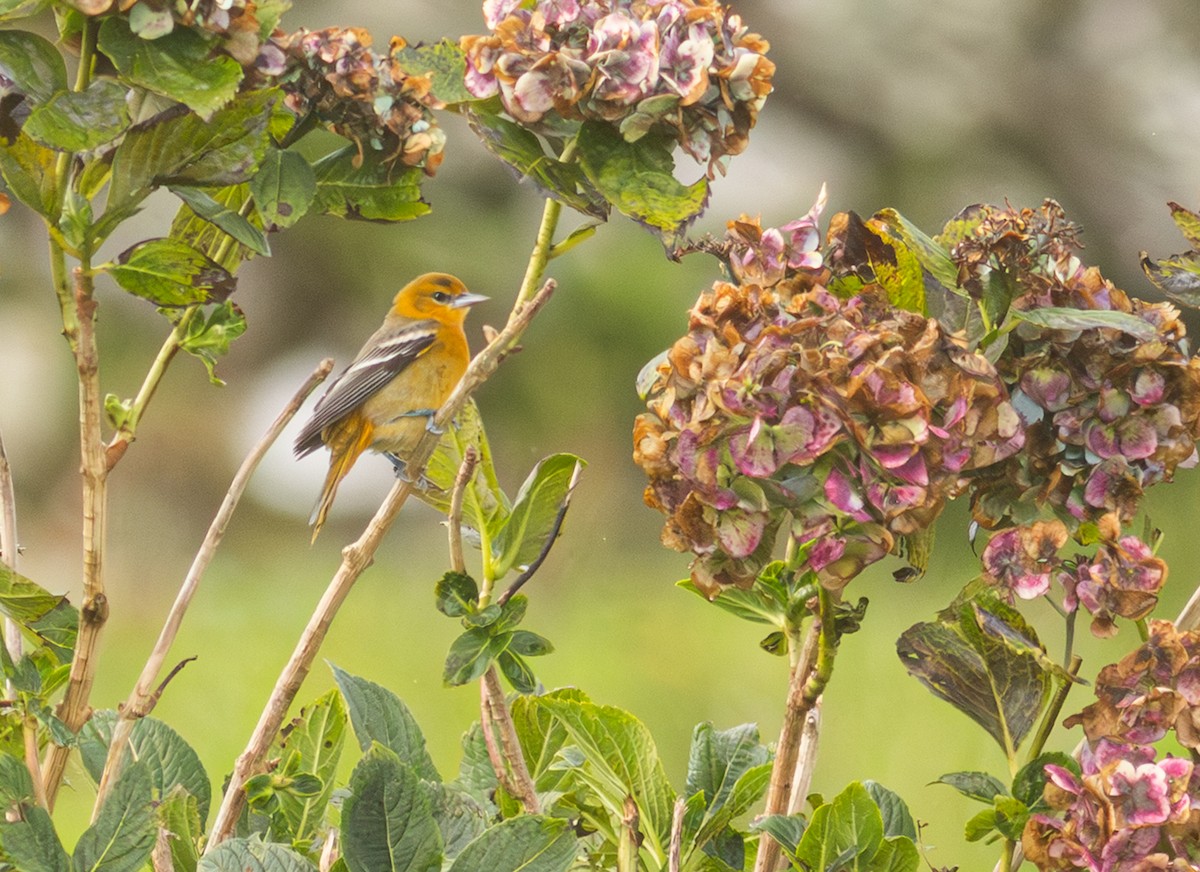 Baltimore Oriole - ML650800900