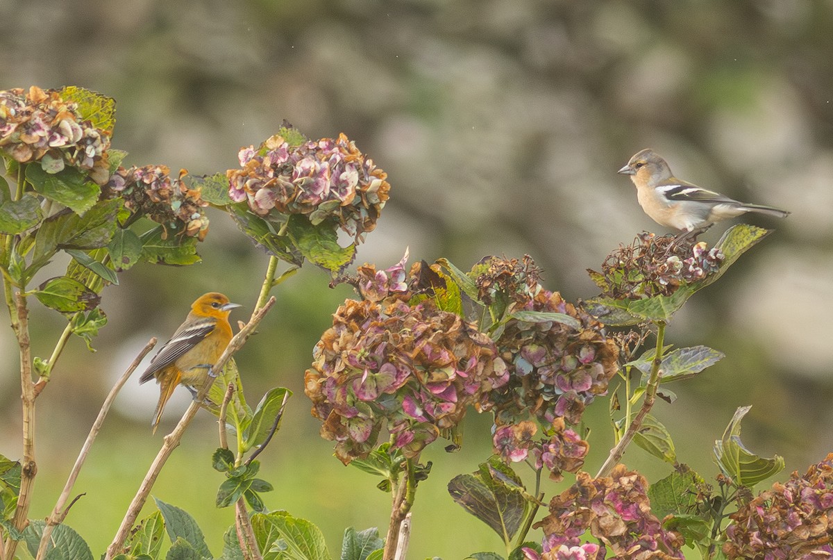 Baltimore Oriole - ML650800901