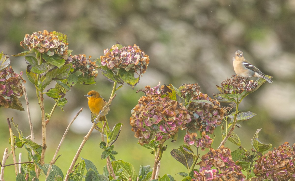Baltimore Oriole - ML650800902