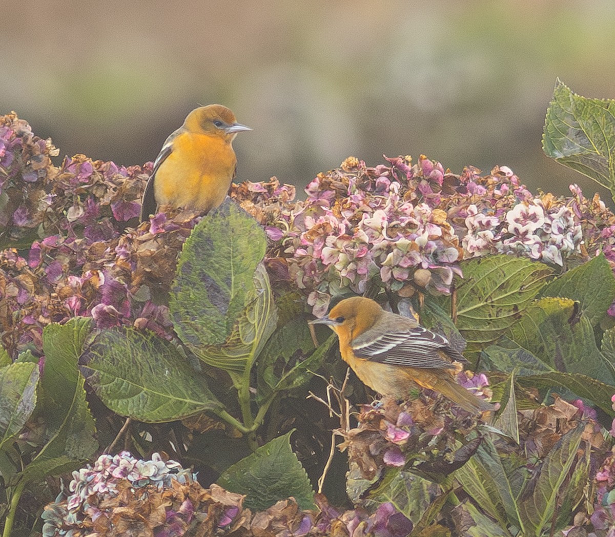 Baltimore Oriole - ML650800903
