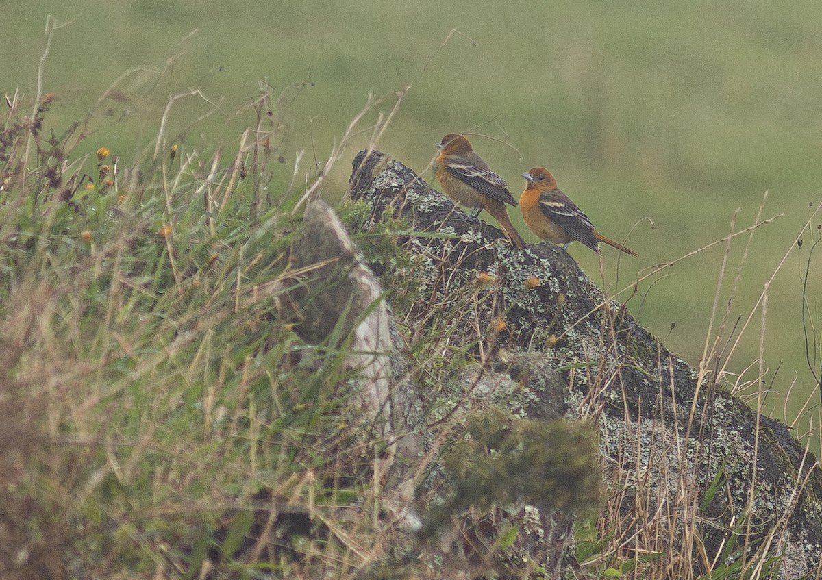 Baltimore Oriole - ML650800904