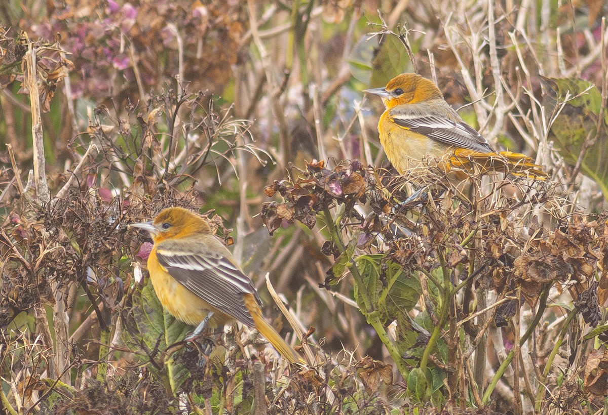 Baltimore Oriole - ML650800905