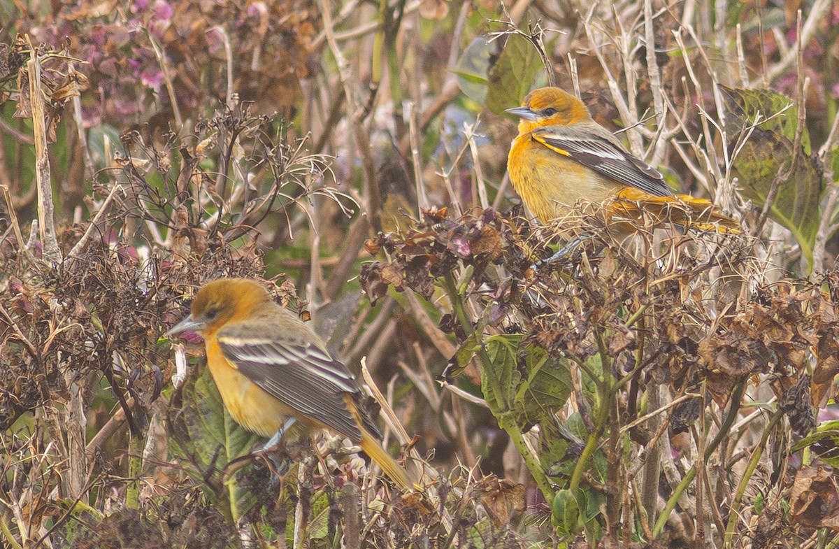 Baltimore Oriole - ML650800906