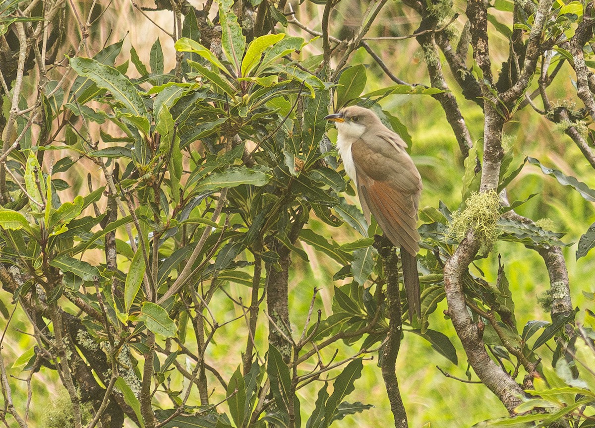 Yellow-billed Cuckoo - ML650800909
