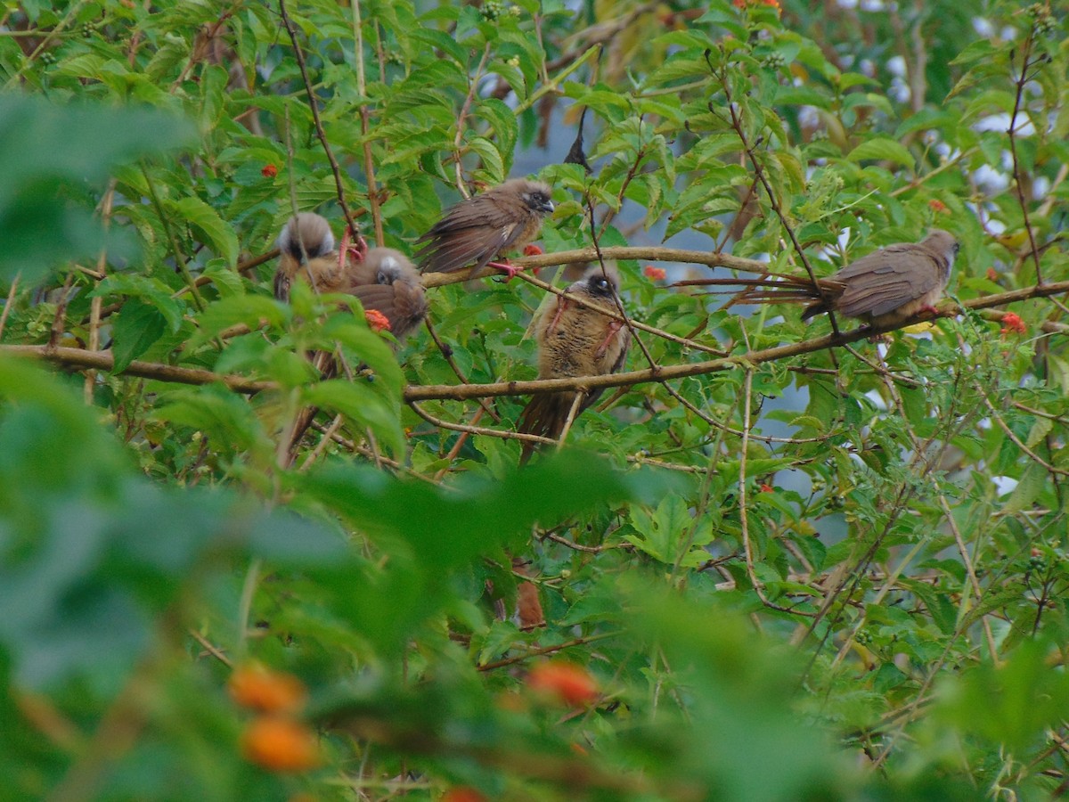 Бурокрылая птица-мышь - ML650801208
