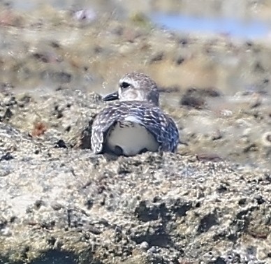 Pivieressa - ML650801251