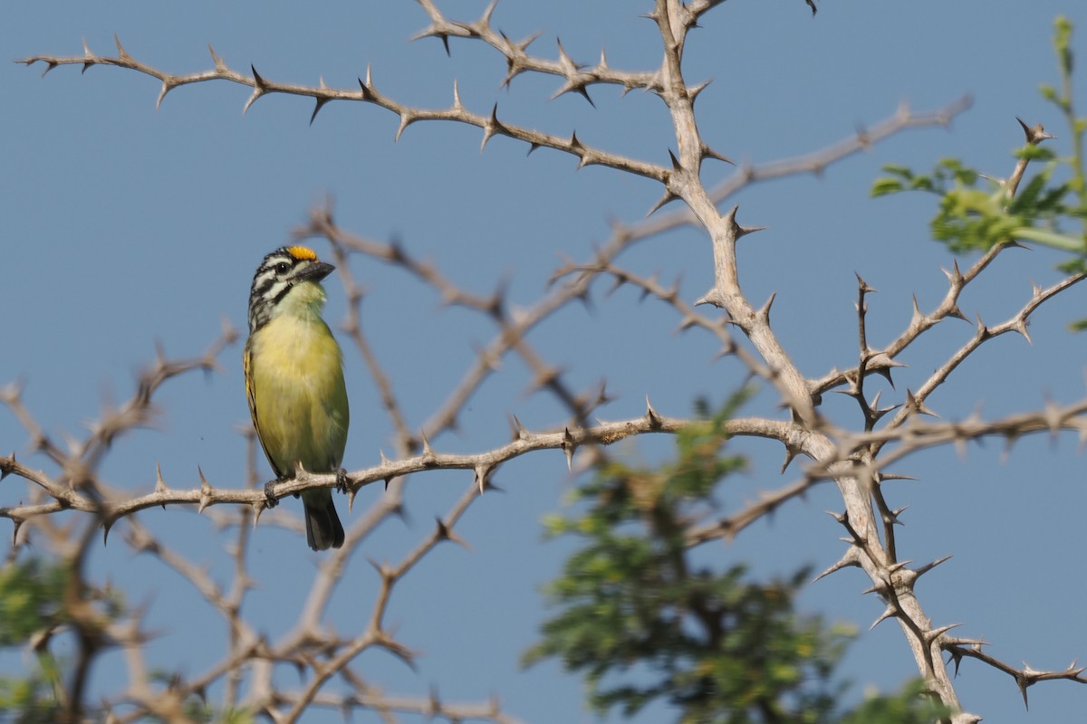 Yellow-fronted Tinkerbird - ML650801314