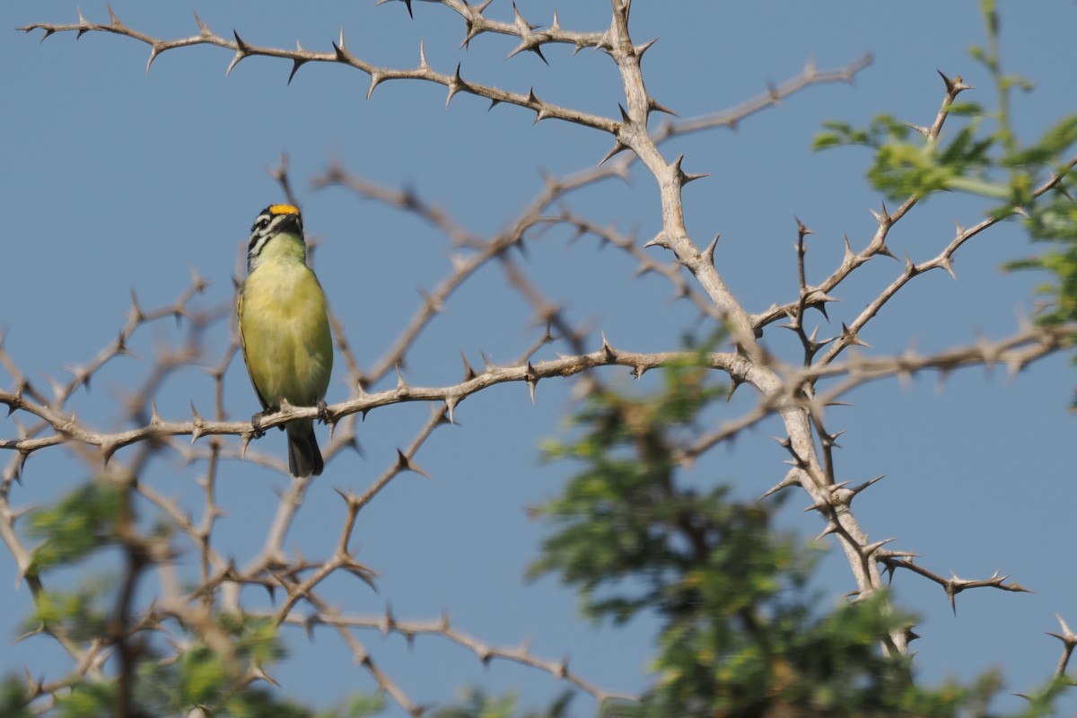 Yellow-fronted Tinkerbird - ML650801328