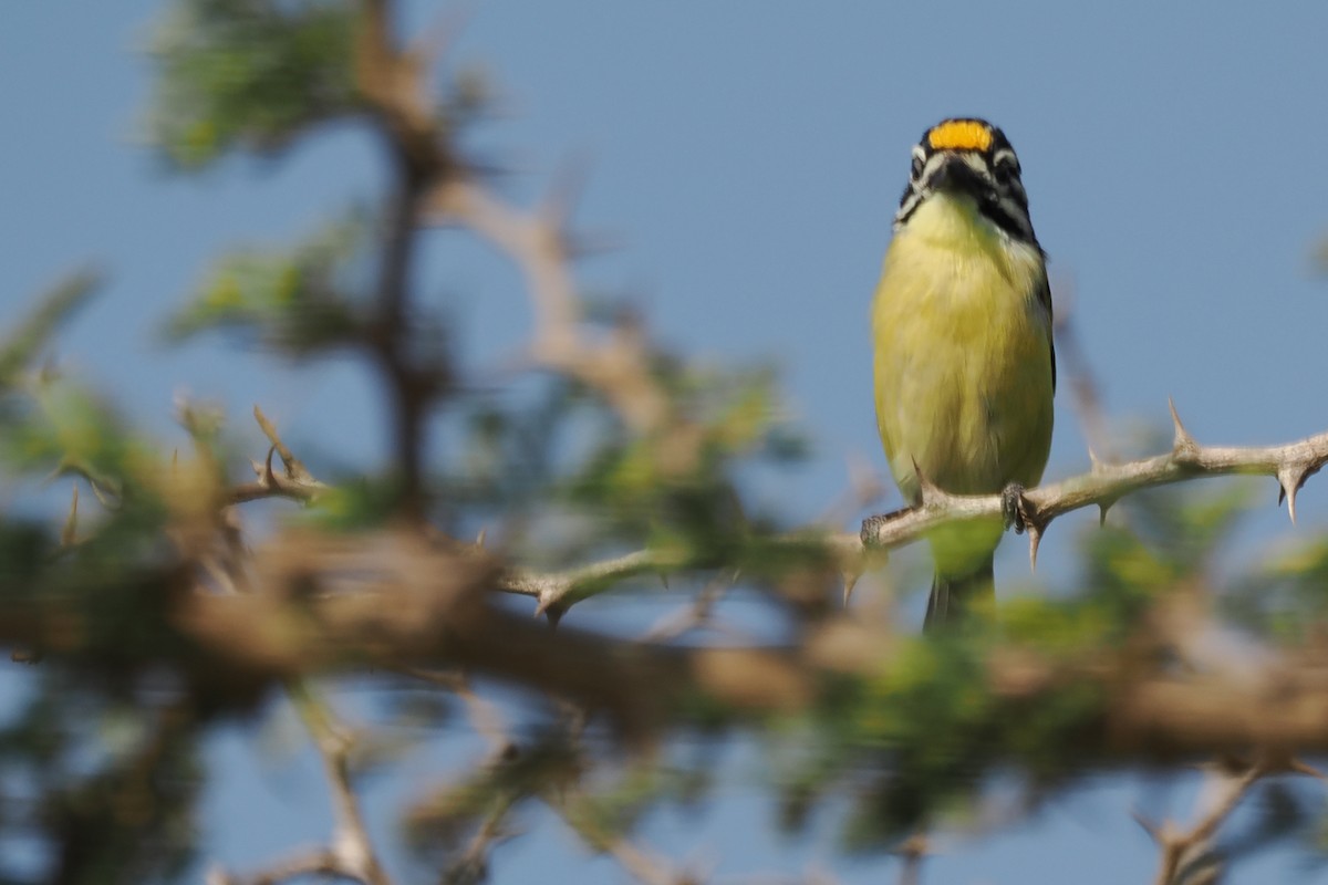 Yellow-fronted Tinkerbird - ML650801342